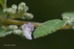 Isodon rugosus